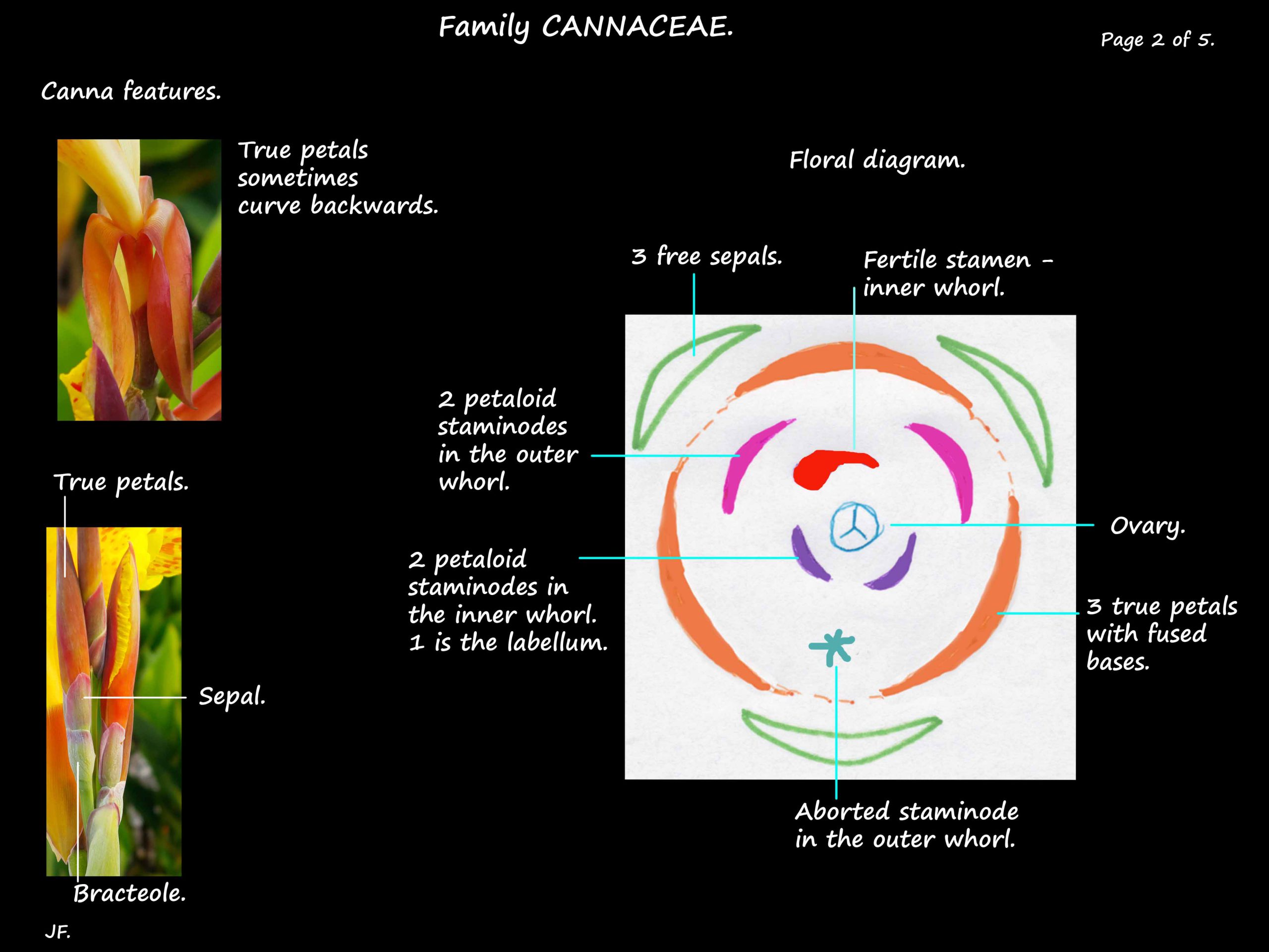 2 Canna floral diagram